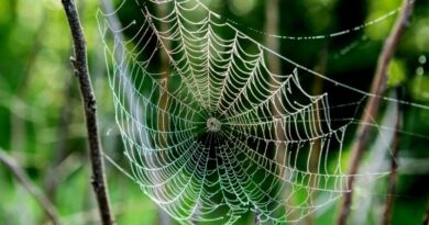 A perigosa teia de aranha do Irã