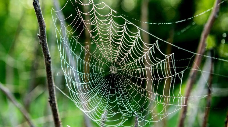 A perigosa teia de aranha do Irã